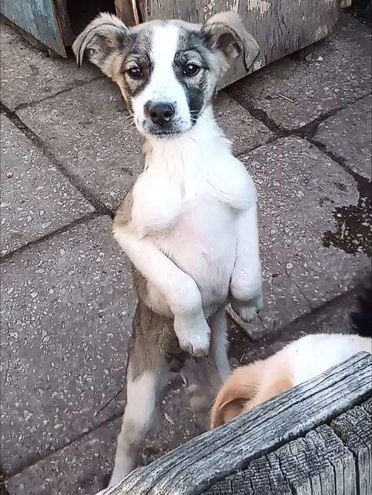 Цуценятко Інала в добрі руки