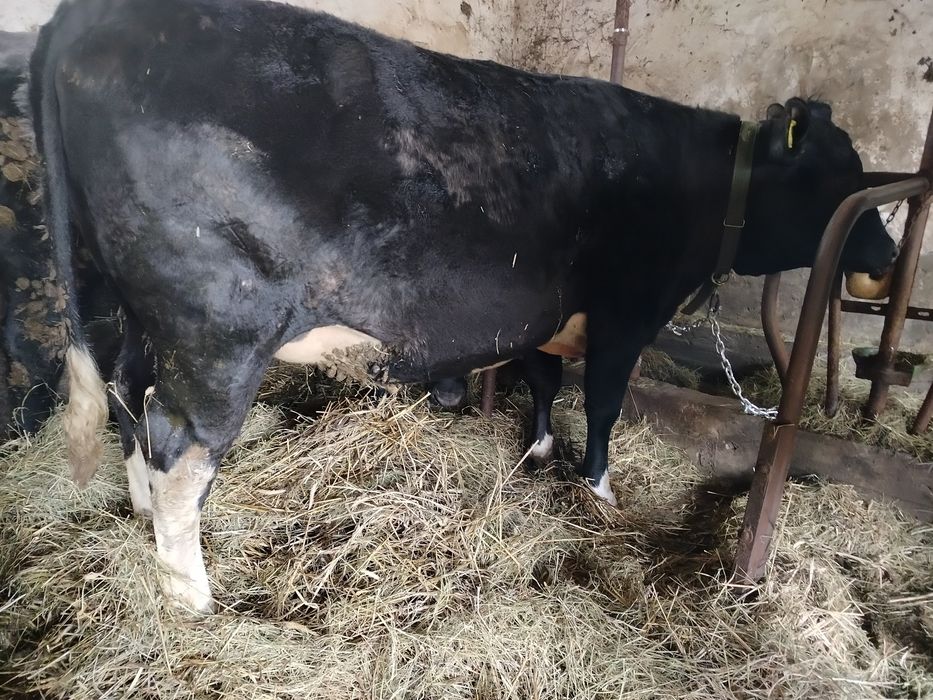 Sprzedam jałówkę na ocieleniu