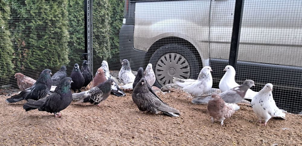 Orliki mikolajewskie nikolajewskie tarczowe