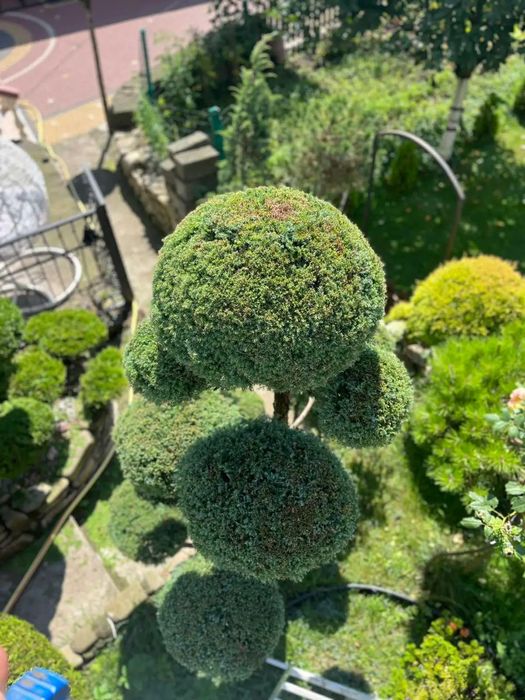 Topiarsad топіарна стрижка туй