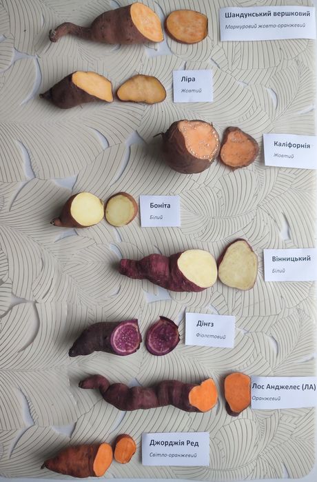 Маточні клубні батату, органічний батат на посадку