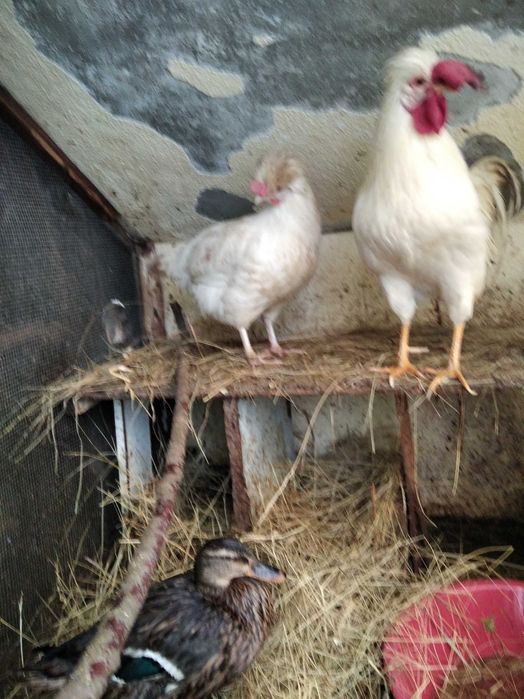 Casal garnizos de poupa e pata brava