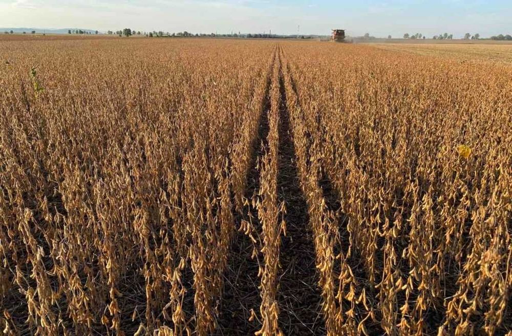 Soja ES Comandor czyszczona zbiór 2025