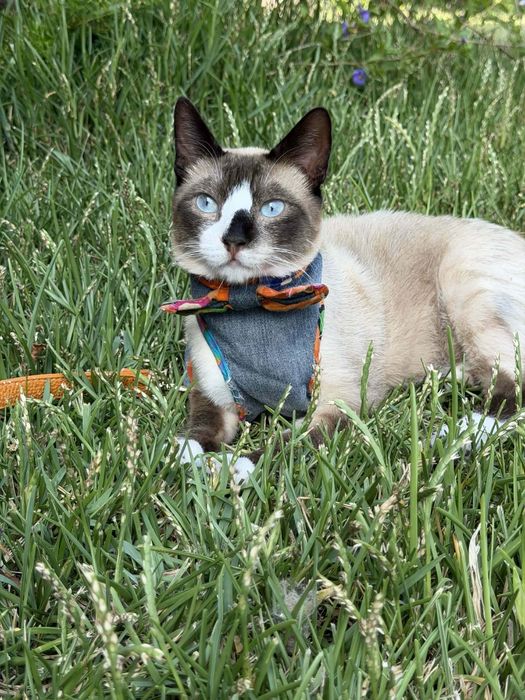 Lucky - gato super meigo para adoção responsável