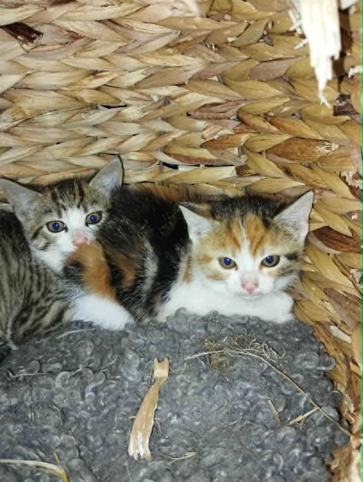 Simba kocurek i Nala kociczka do adopcji