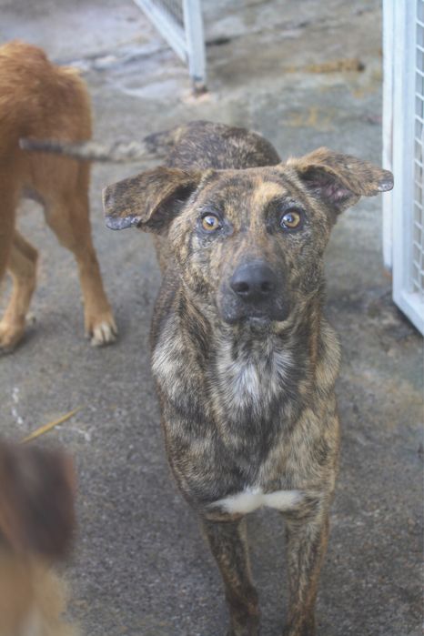 Tanara cadela porte medio