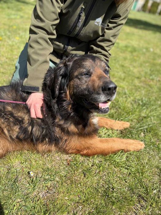 352964 Gamoń do adopcji