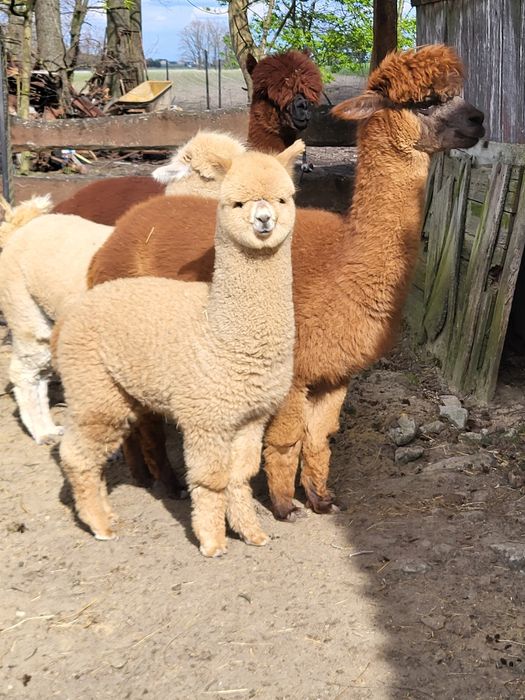 Sprzedam Alpaki Hucaya