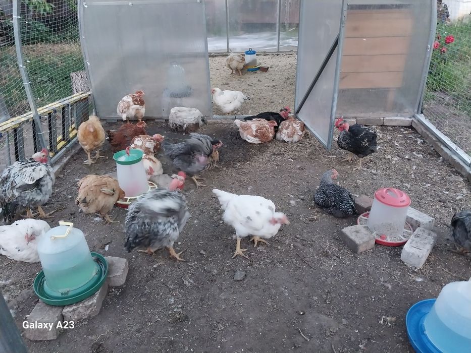 Продам мясо бройлера!