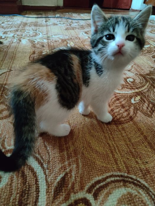 красунчики кошенята