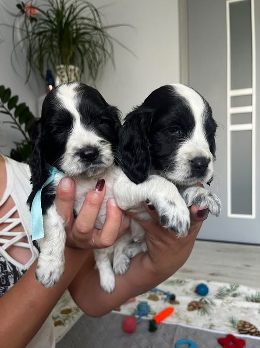 Cocker Spaniel Angielski
