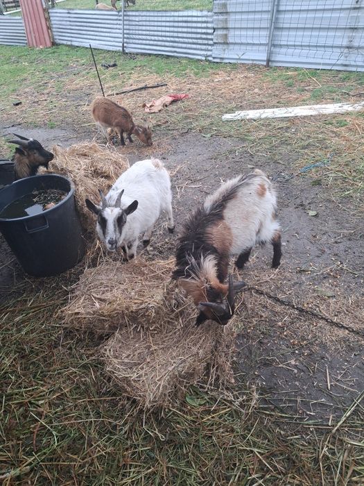 Cabras meigas para troca ou venda