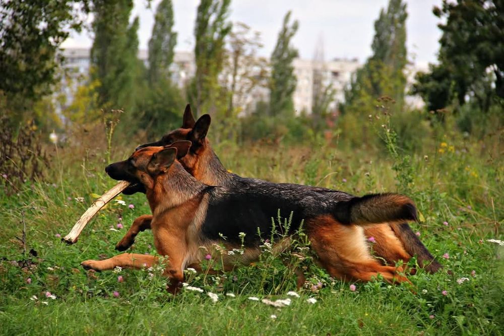 Розплідник Німецької Вівчарки