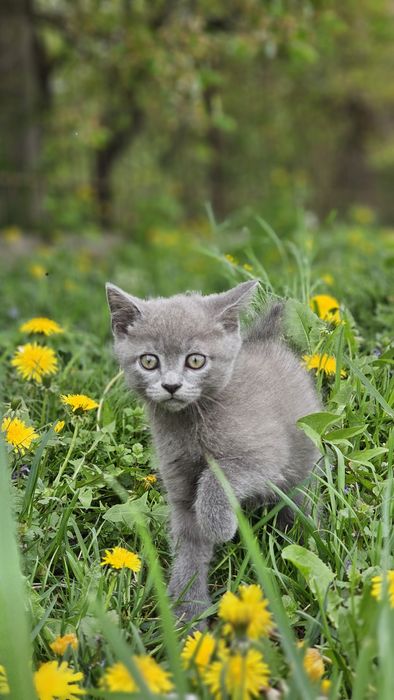 Кошенята  британські короткошерстні (3 хлопчика + 1 дівчинка) 2 місяці.