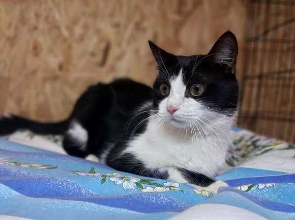 Кузя шукає люблячу родину