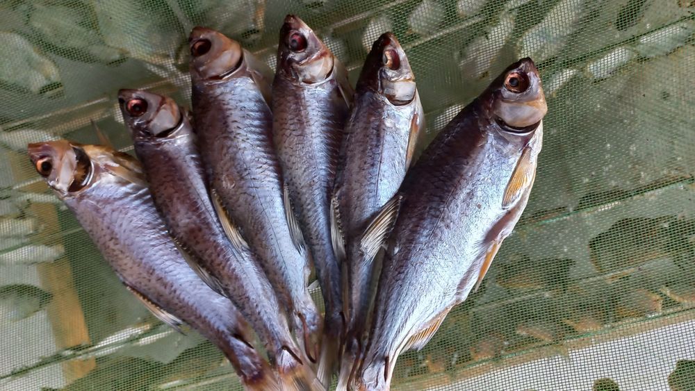 Вяленая густера,плотва,чехонь, подлещик