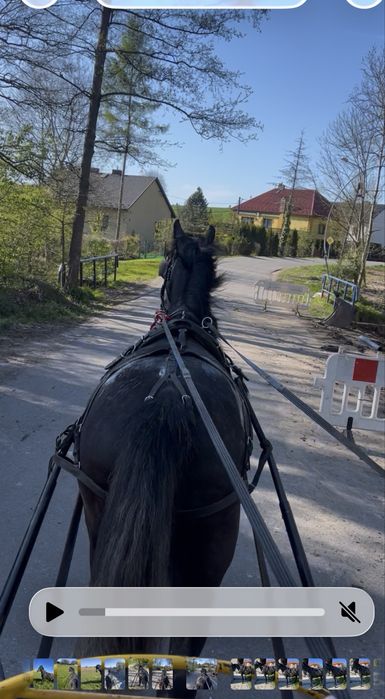Klacz śląska z licencją