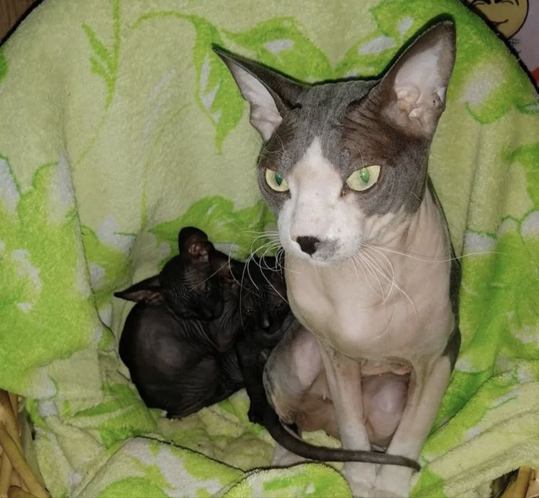 Кошенята сфінкс донський