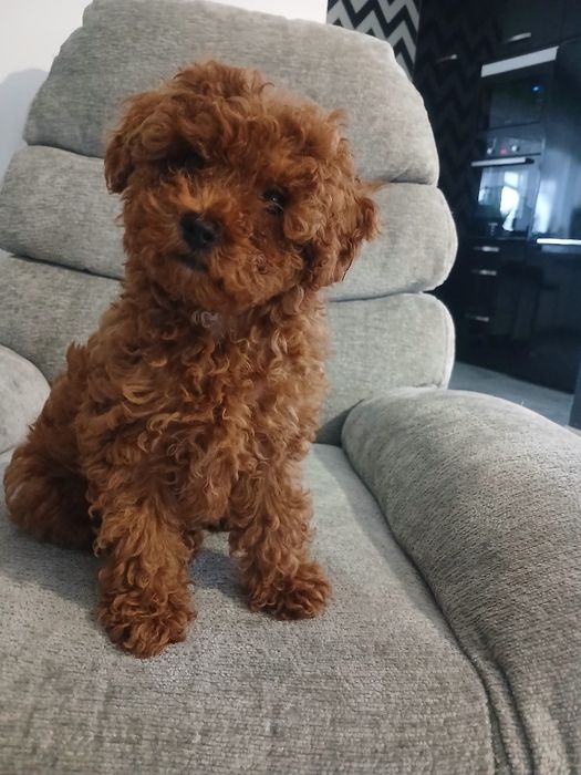 Pudel miniatura red suczka.