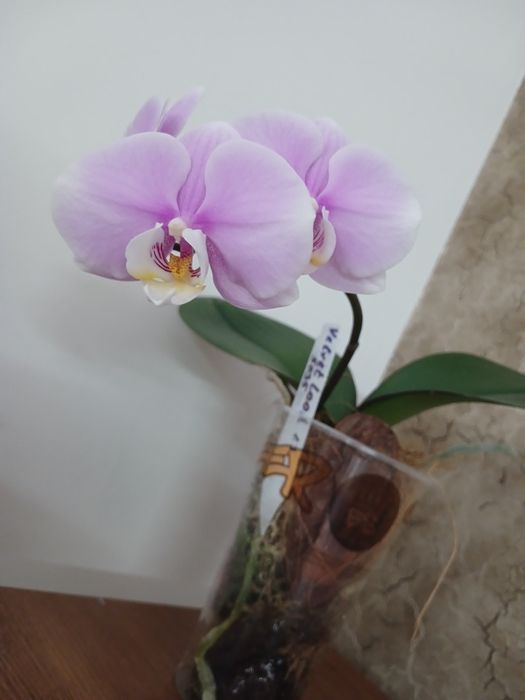 Орхідеї з домашньої колекції.