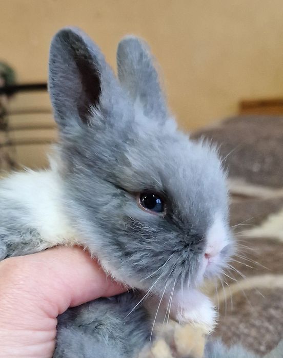 Кролик декоративний . Кролики .