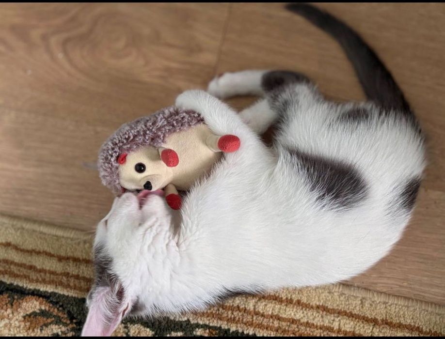 Прилаштовується кошеня хлопчик