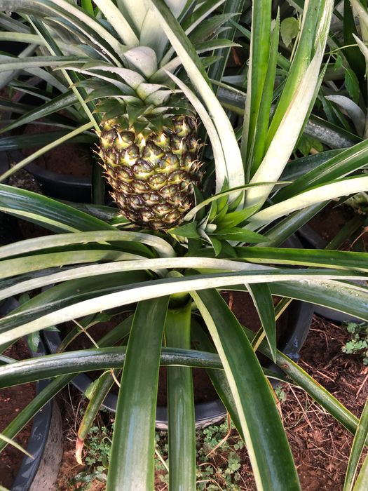 Ananás planta a vários preços.