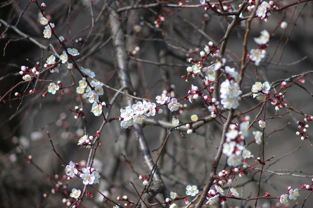 объектив Leica Leitz Telyt 400/5.0 (II версия) - резьба M39 / Visoflex