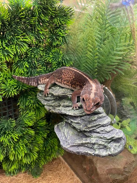 Декор в акваріум/тераріум