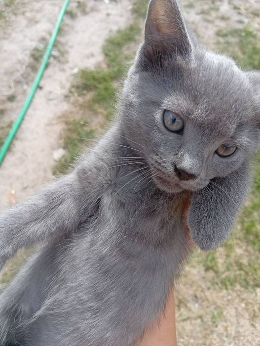 Кошенята котик кішка віддам в добрі руки