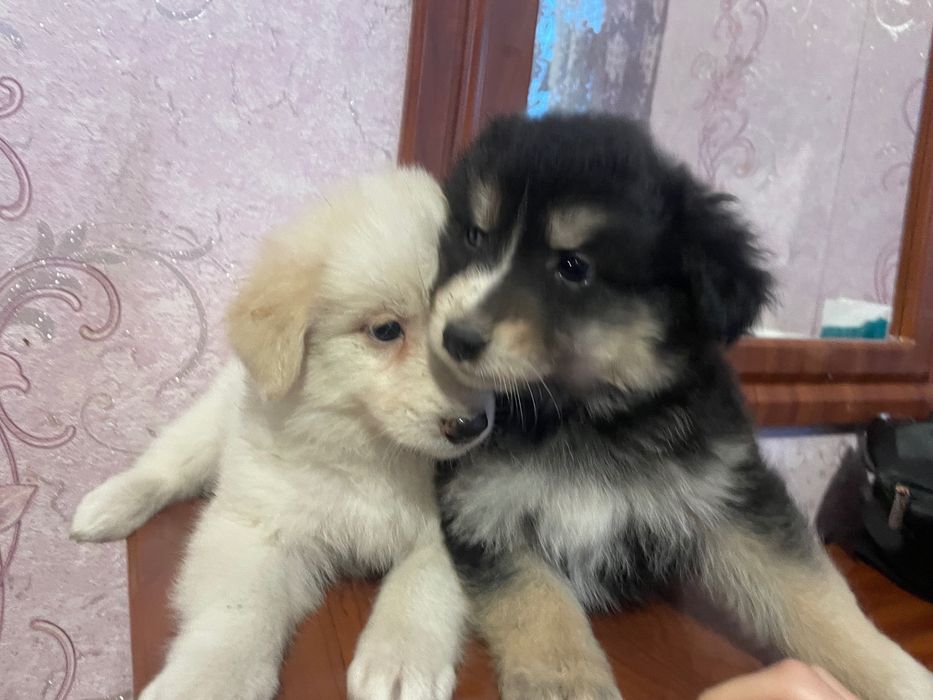 Віддам цуценят 2 дівчинки