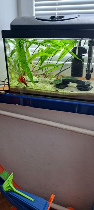 Akwarium 25l plus osprzęt i rybki