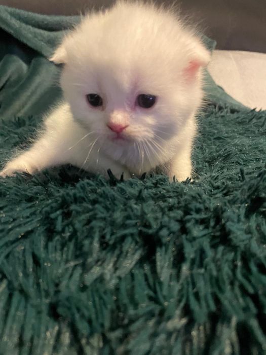 Biały brytyjczyk, cudo, zapraszam