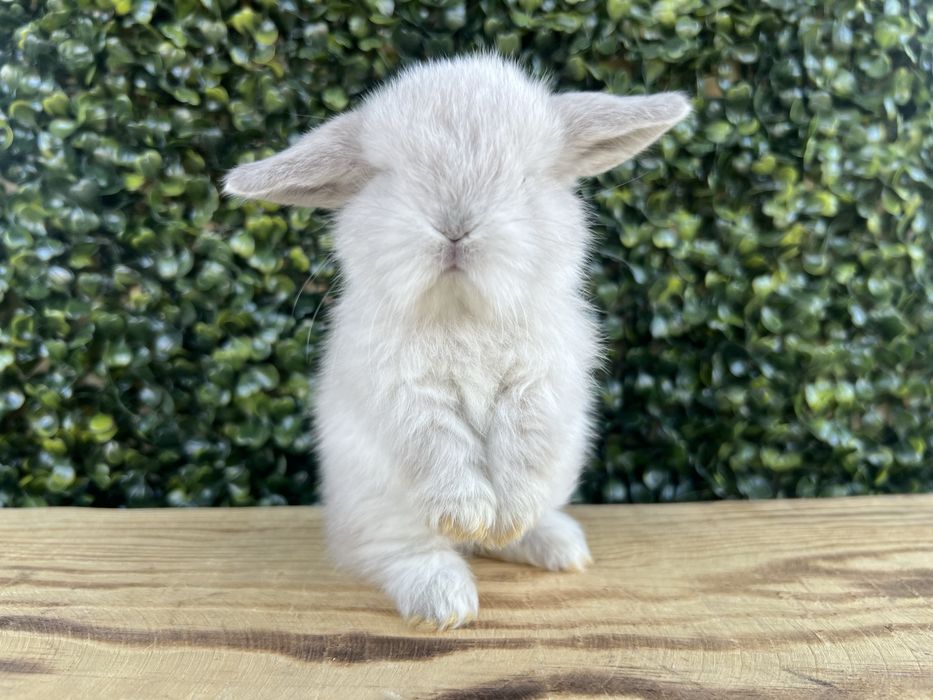 Mini lop/samce/metryka/chip