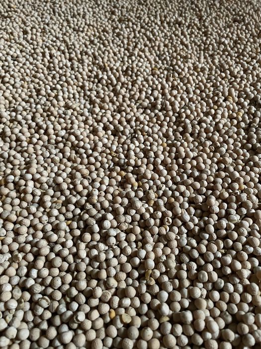 Sprzedam groch 2025!