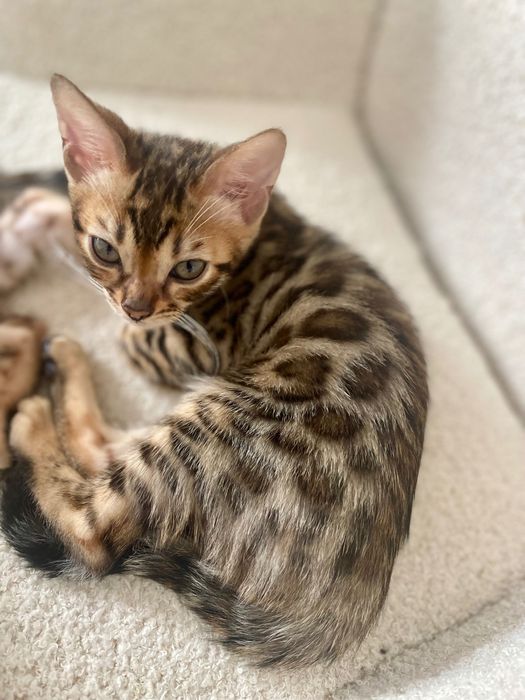 EmeraldHeart Kocurek Bengalski  Poznań