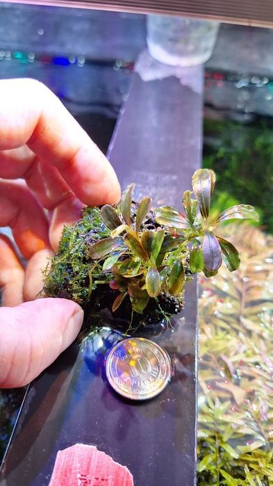 Буцефарандри неймовірно яскраві эхBucephalandra cf. motleyana Black Pu