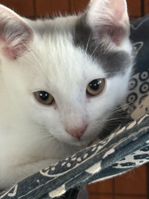 Blanka, Misia i ich mama Biała pilnie szukaja domu