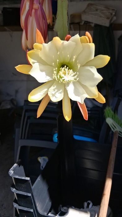 cacto epiphyllum