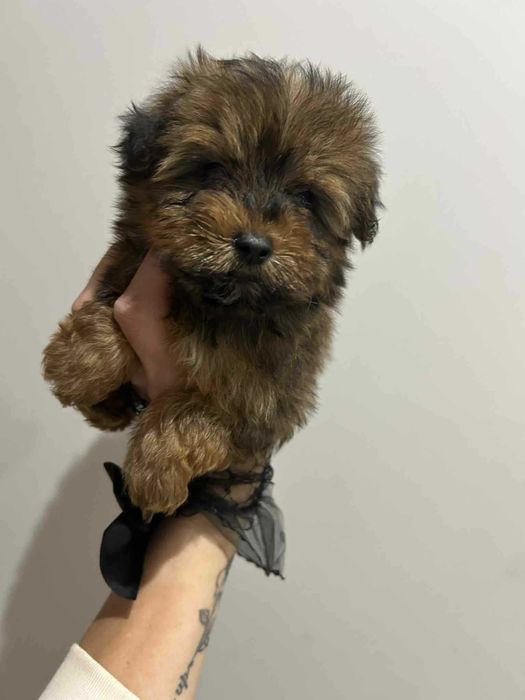 Yorkepoo hybryda pudel pudle maltipoo