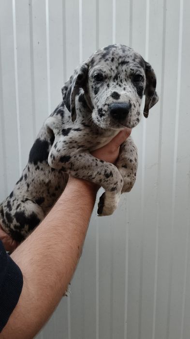 Dogue Alemão Merle e preto
