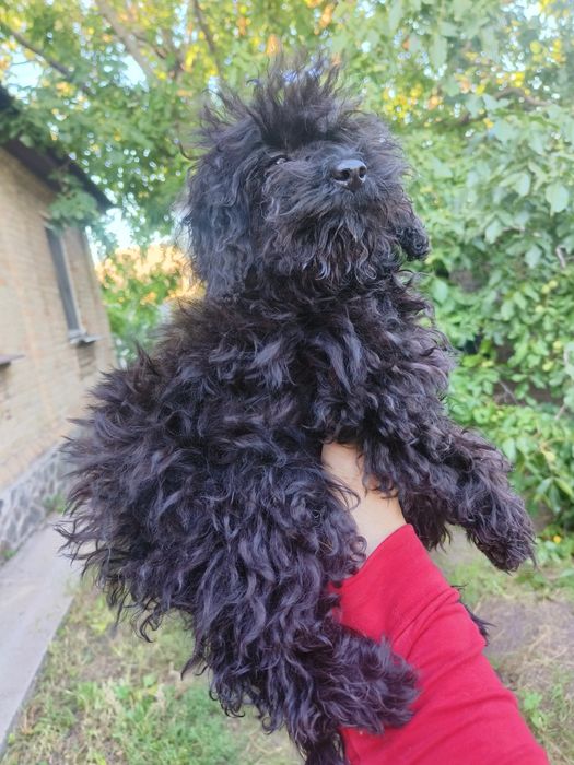 Пудель чорна дівчинка