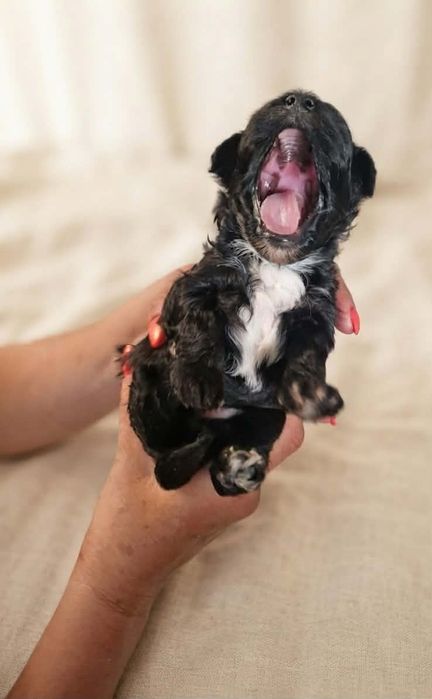 Yorkipoo małe ślicznoty