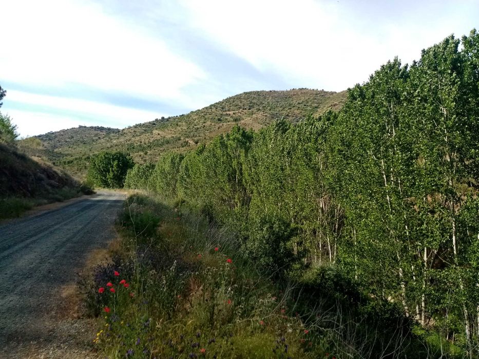 Picoto - Lagos do Sabor