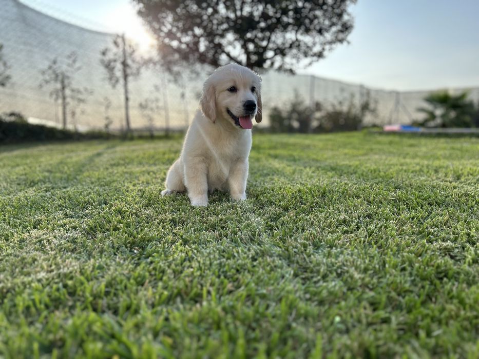 Golden Retriever macho