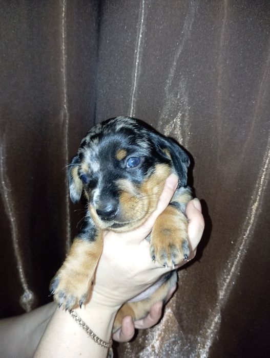 Продам  цуценят  такси