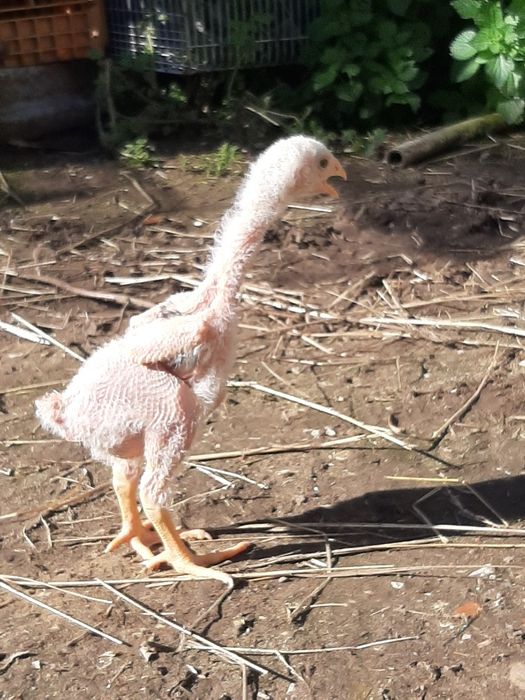 indio gigante brasileiro