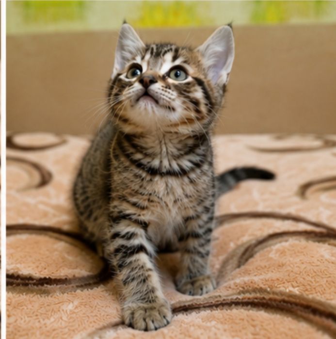 Котенок в поисках семьи. Кошечка ищет дом