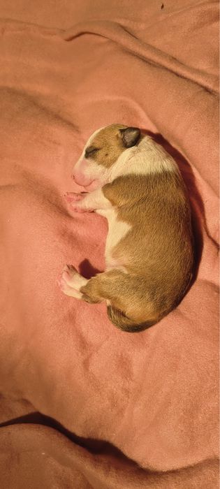 Bulterier miniaturowy