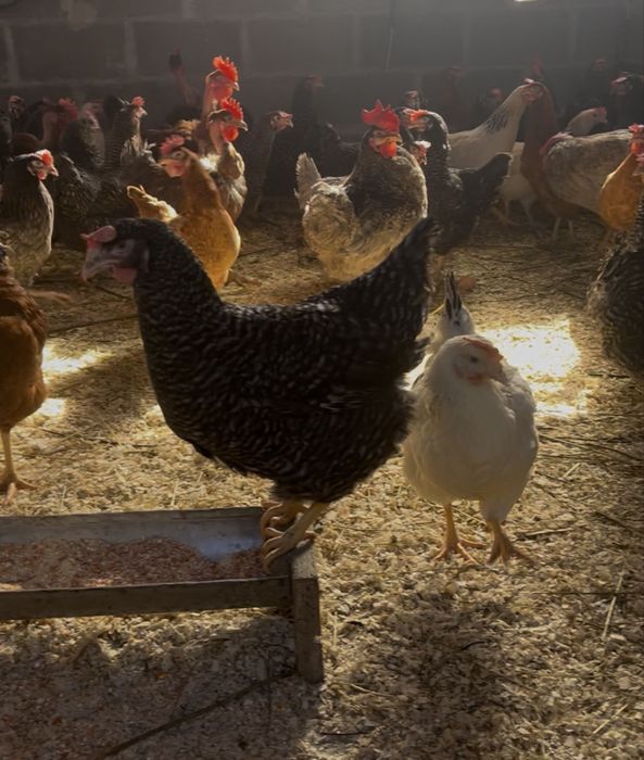 Кури Мукачево  Домінант  Несучки   Закарпаття